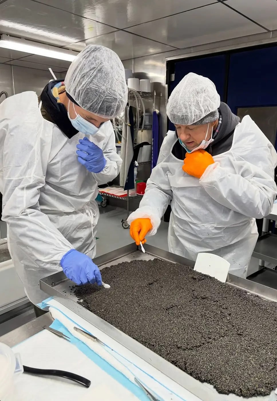 Caviar specialists inspecting a harvest at the source