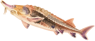 Sturgeon watercolor illustration