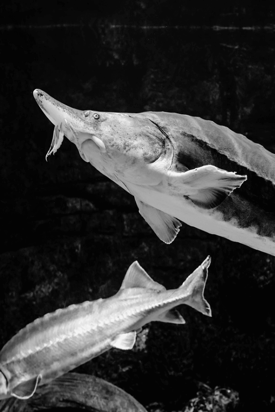 Sturgeon swimming in pristine dark water